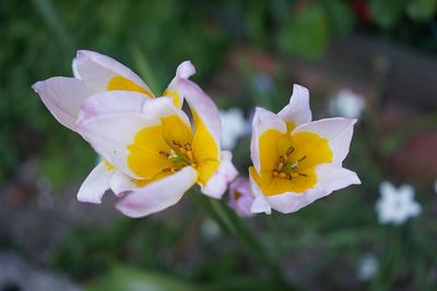 Close-up of white flower
