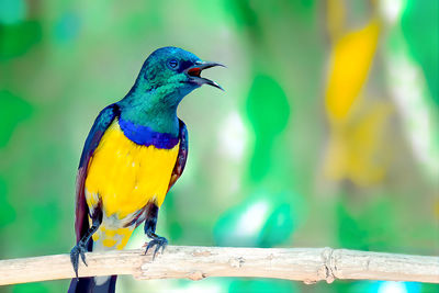 bird