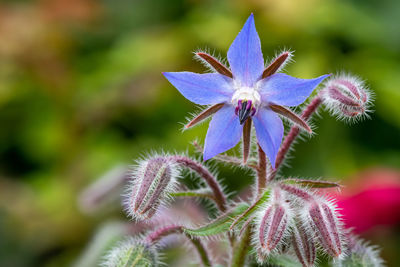 Close up of a borage flower