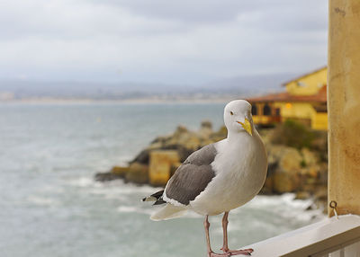 Close-up of seagull with sea in background