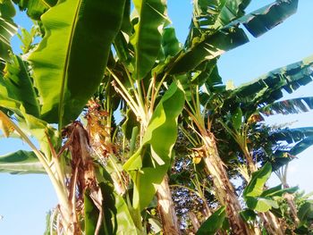 Low angle view of insect on leaves