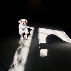 Woman with dog in sunlight