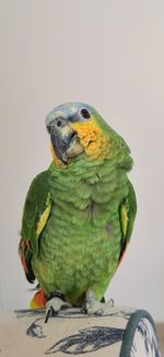 Close-up of amazon parrot perching