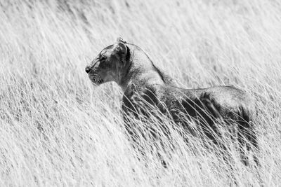 Side view of a cat looking away