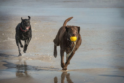 Dogs running on shore at beach