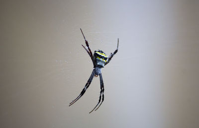 Close-up of spider