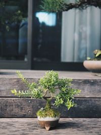 Close-up of bonsai