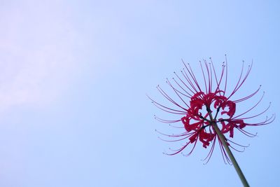 Low angle view of flowering plant against clear blue sky