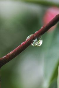 Close-up of water drops on plant