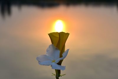 Close-up of rose flower against sky during sunset