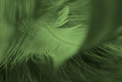 Beautiful feather color light green,black pattern texture background