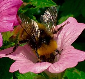 Close-up of bee on pink flower