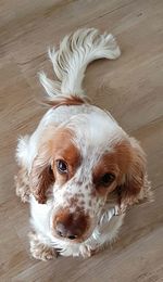 High angle portrait of dog lying on hardwood floor