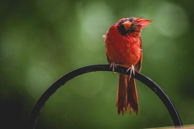 Cardinal hanging at the bird feeder