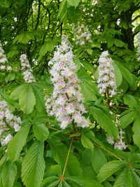 Close-up of pink flowers on branch