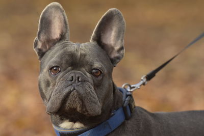 Close-up portrait of french bulldog 