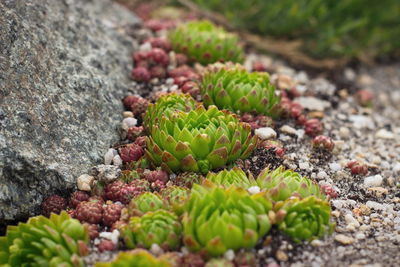 Close-up of succulent plant on rock