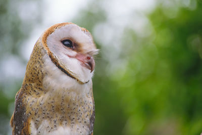 Close-up of owl