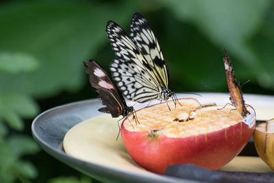 Close-up of butterfly on apple