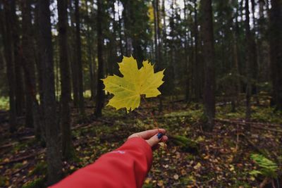 Cropped hand of woman holding maple leaf against forest