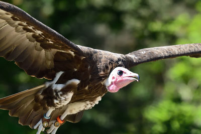 Close-up of eagle flying