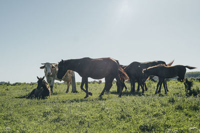 Horses in a field
