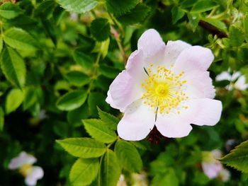 Close-up of white flower blooming outdoors