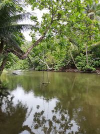 Scenic view of lake in forest