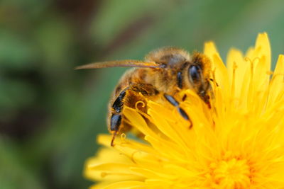 Honey bee pollinating on yellow flower