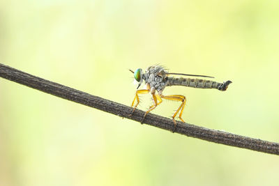 Light robberfly