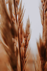 Close-up of wheat stalks against the sky