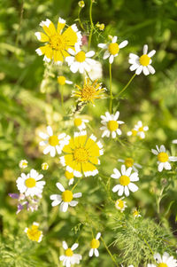 Close-up of white daisy flowers