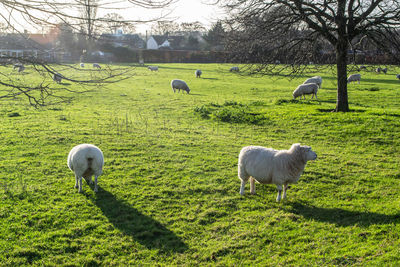 Sheep grazing in a field