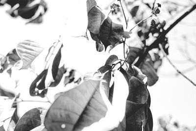 Low angle view of leaves against the sky