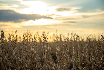 View of stalks in field against cloudy sky