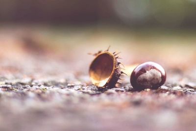 Close-up of nut on ground