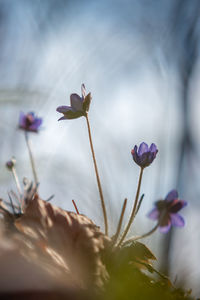 Close-up of purple flowering plant