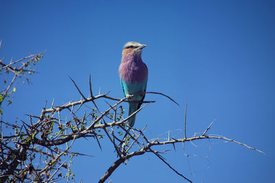 Lilac brested roller against blue sky coracias caudata