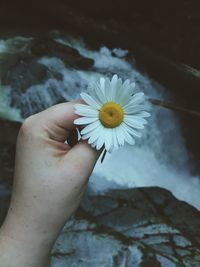 Daisy in front of water