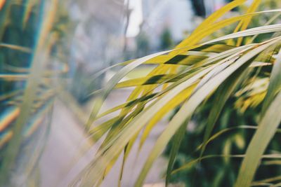 Close-up of grass growing in field