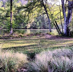 River flowing through forest