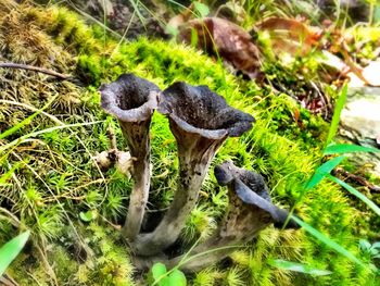 Close-up of mushrooms on grass