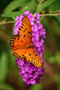 Close-up of butterfly pollinating on purple flower