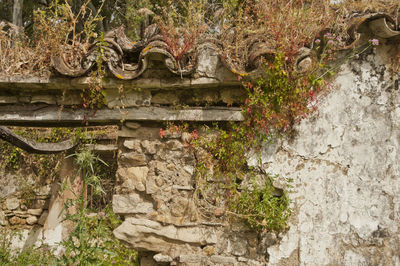 Plants growing by old stone wall