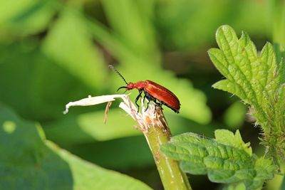 Close-up of insect on leaf