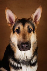 Close-up portrait of a dog