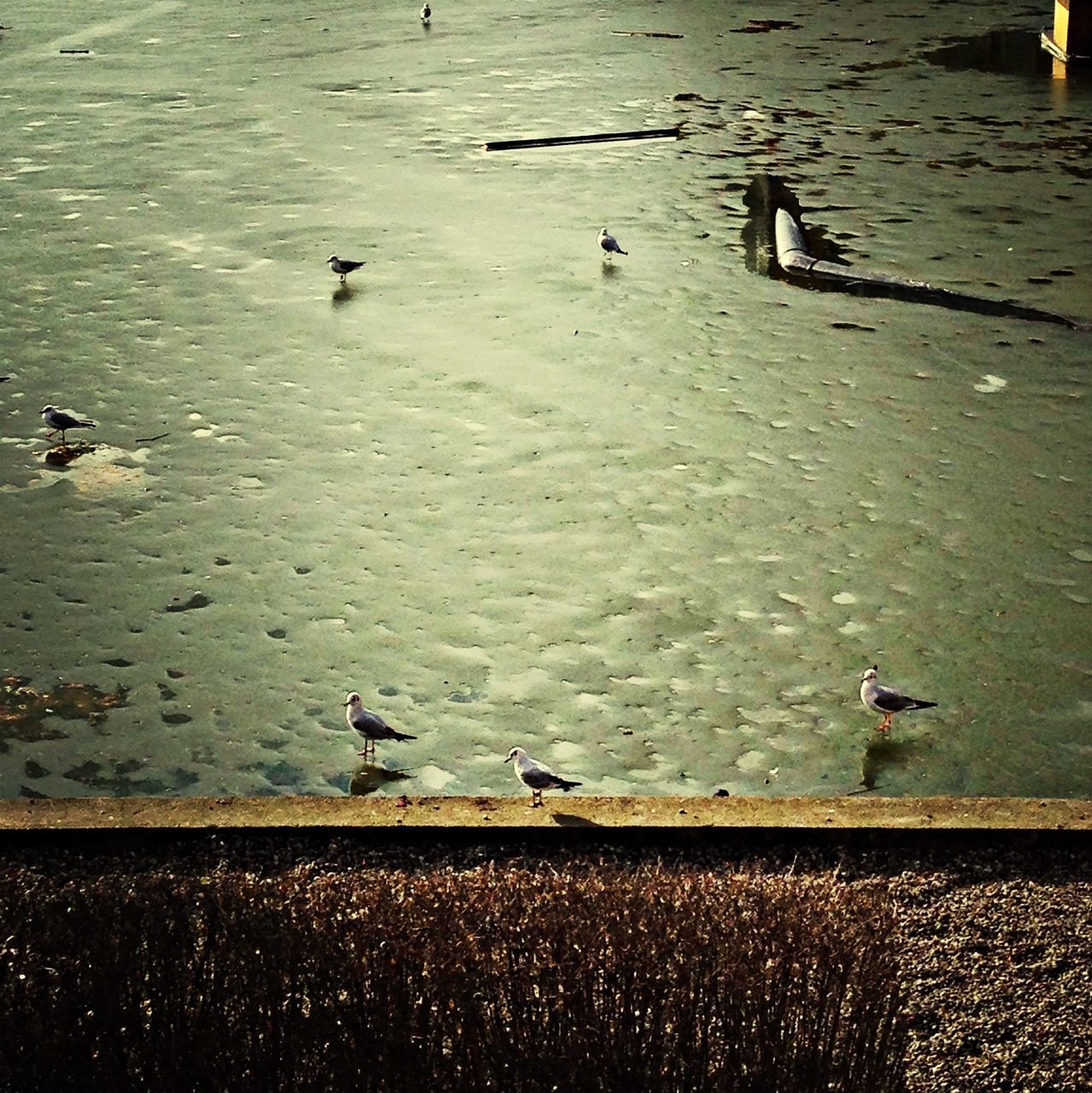 bird, animal themes, animals in the wild, wildlife, water, flock of birds, duck, medium group of animals, lake, seagull, nature, high angle view, reflection, togetherness, flying, outdoors, shore, river, goose