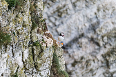 Bird perching on rock