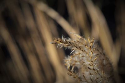 Close-up of plants