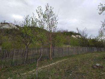 Scenic view of grass and trees against sky